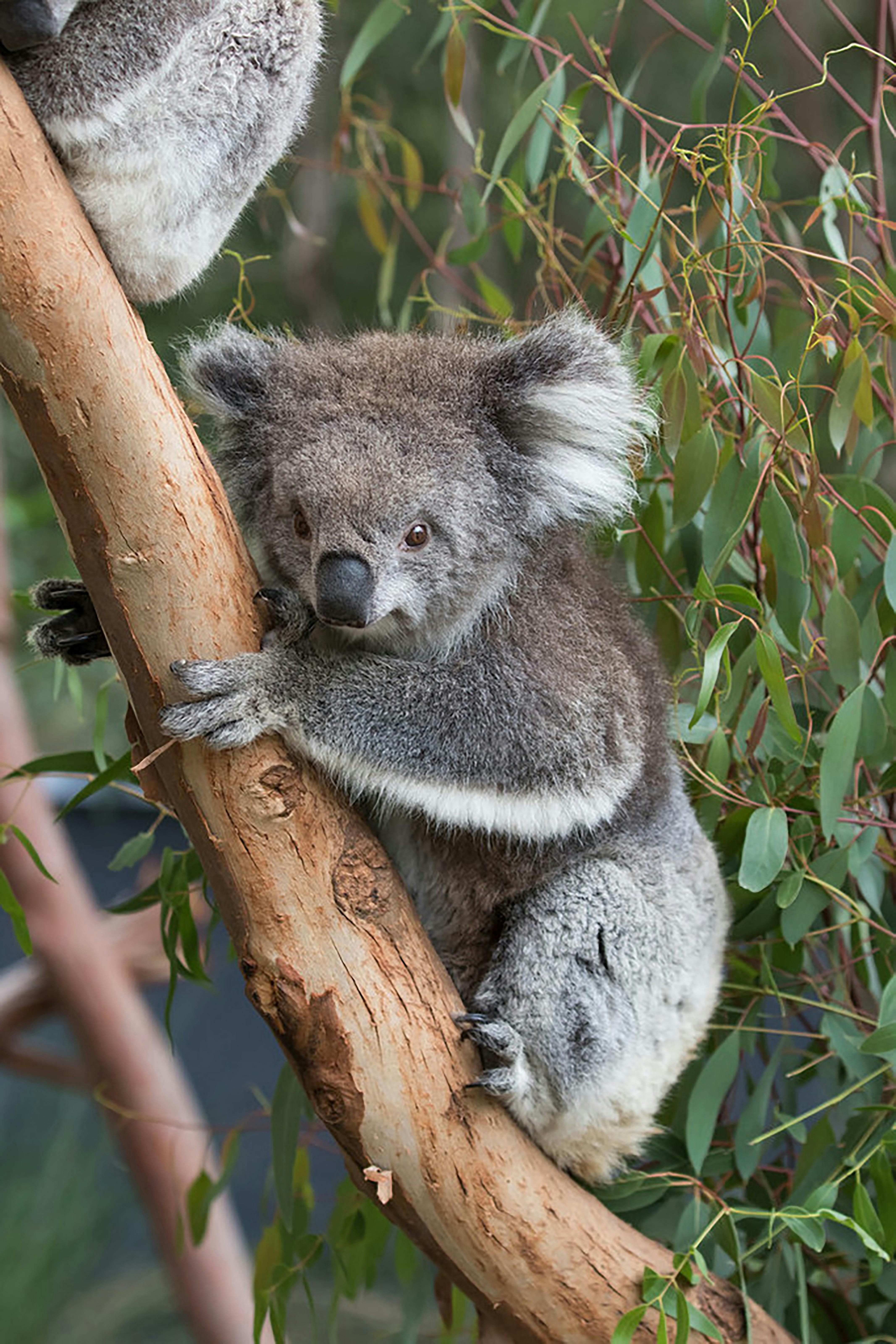 Koala
