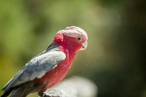 Healesville Sanctuary Tours