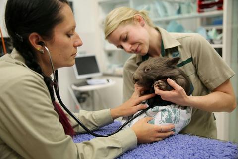 Australian Wildlife Health Centre Tour at Healesville Sanctuary