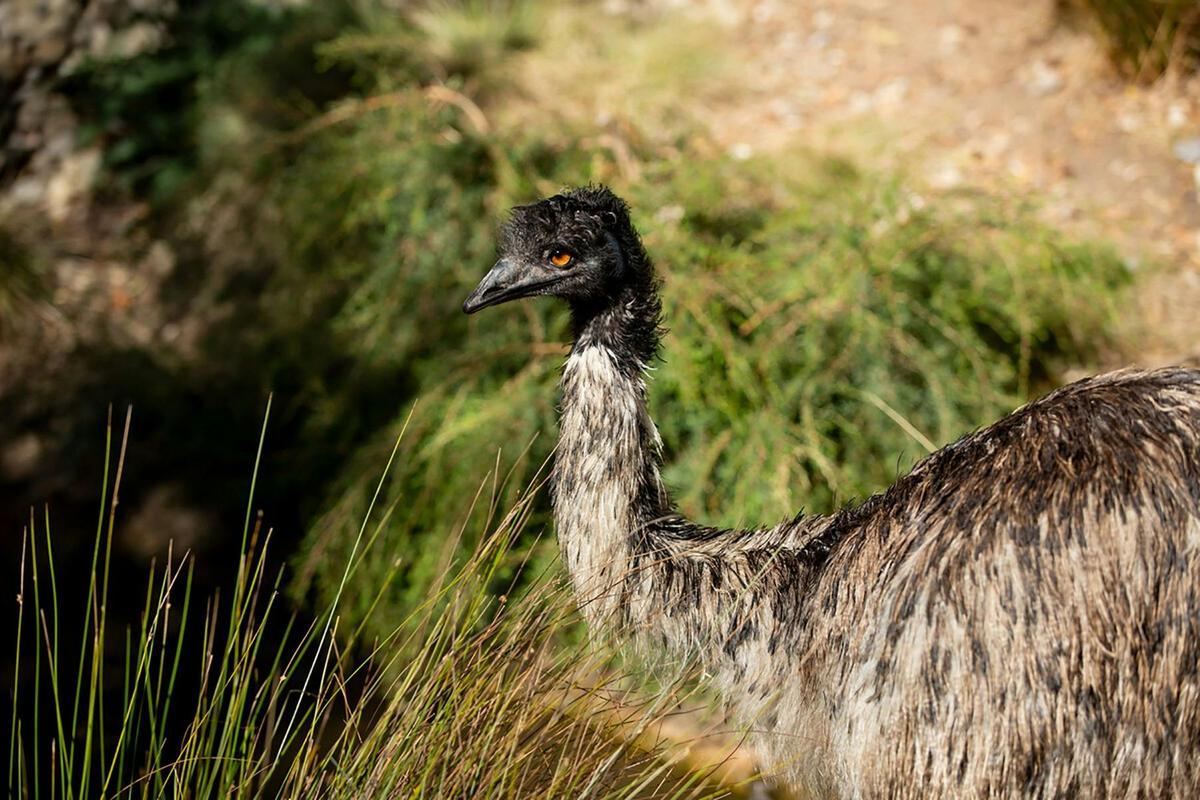 Healesville Sanctuary Tours