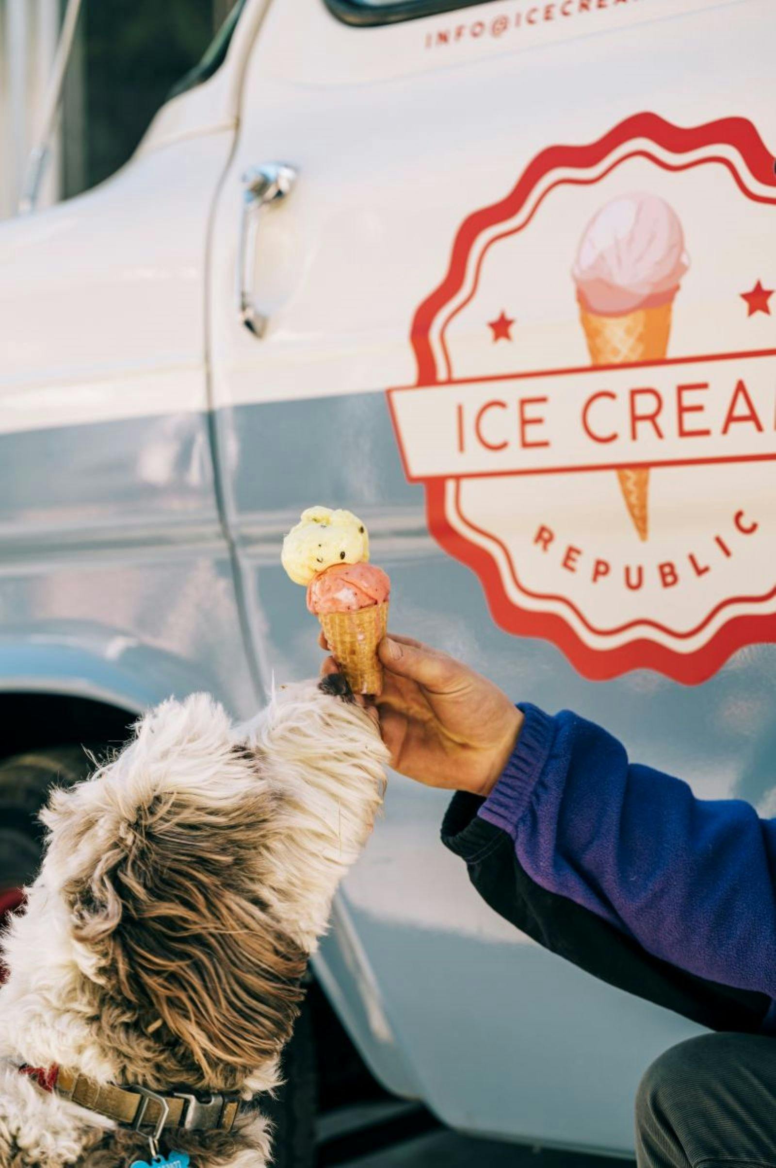 A dog sniffing an ice cream cone with pink and yellow ice cream