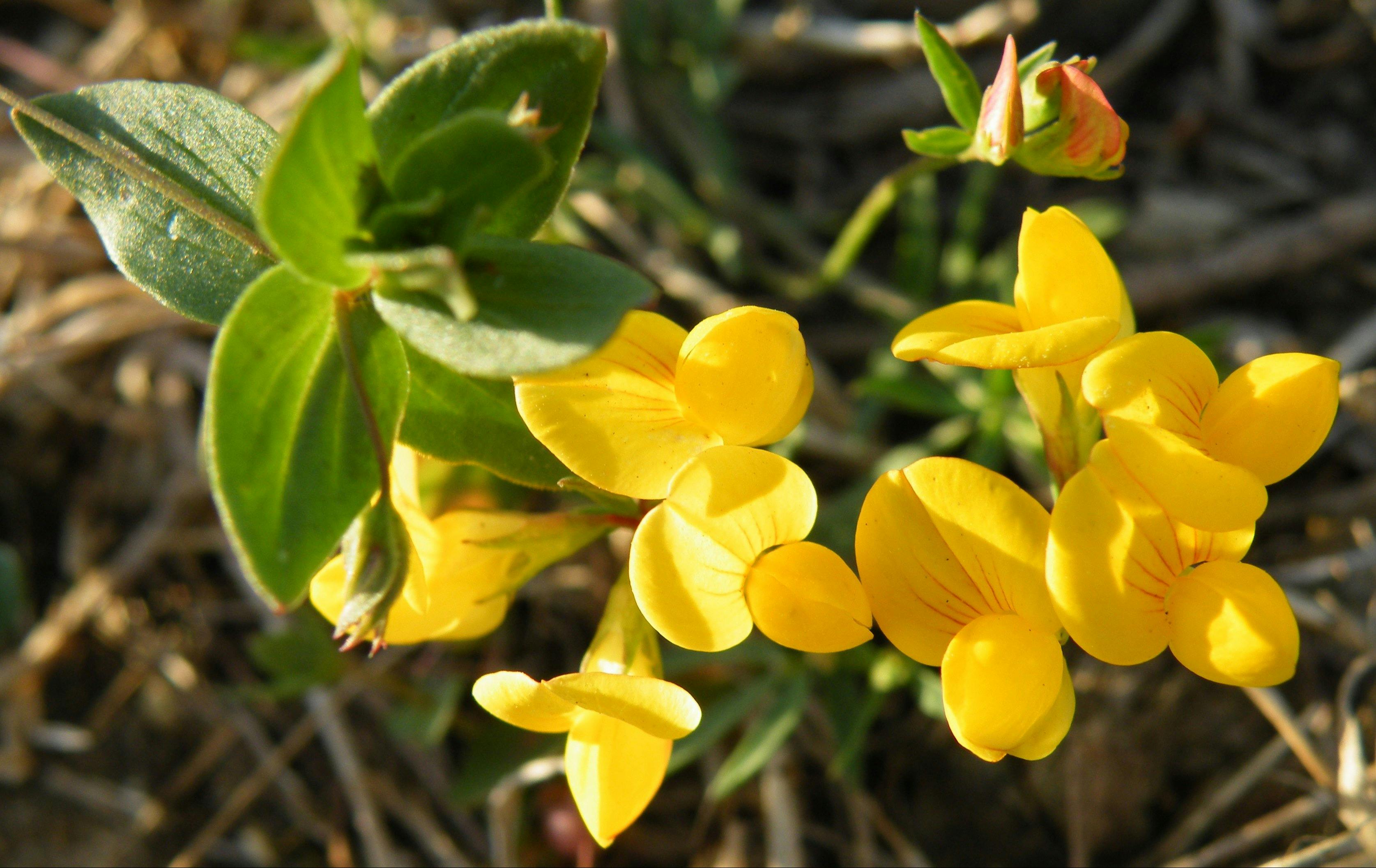 Jack Smith Lake State Game Reserve