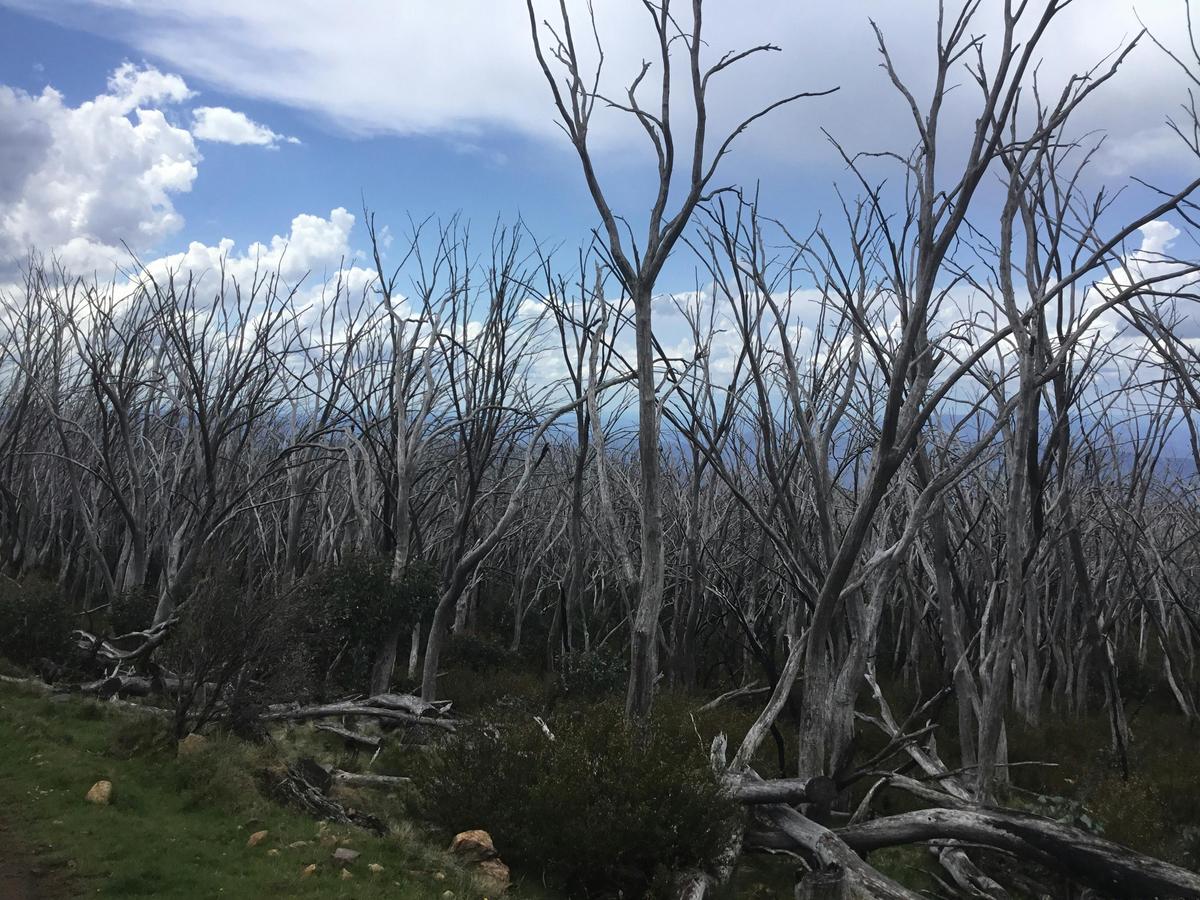 Bushfire devastated alpine forestHigh Country Scenic Tours specialise in taking you away from your n