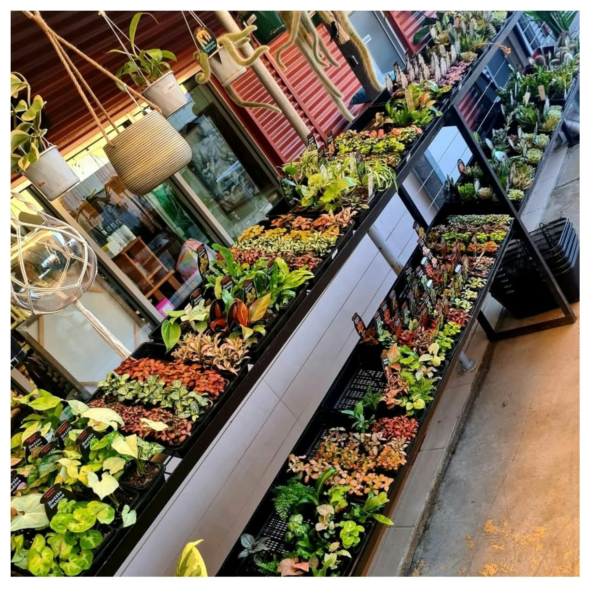 large variety of rare and collectable plants