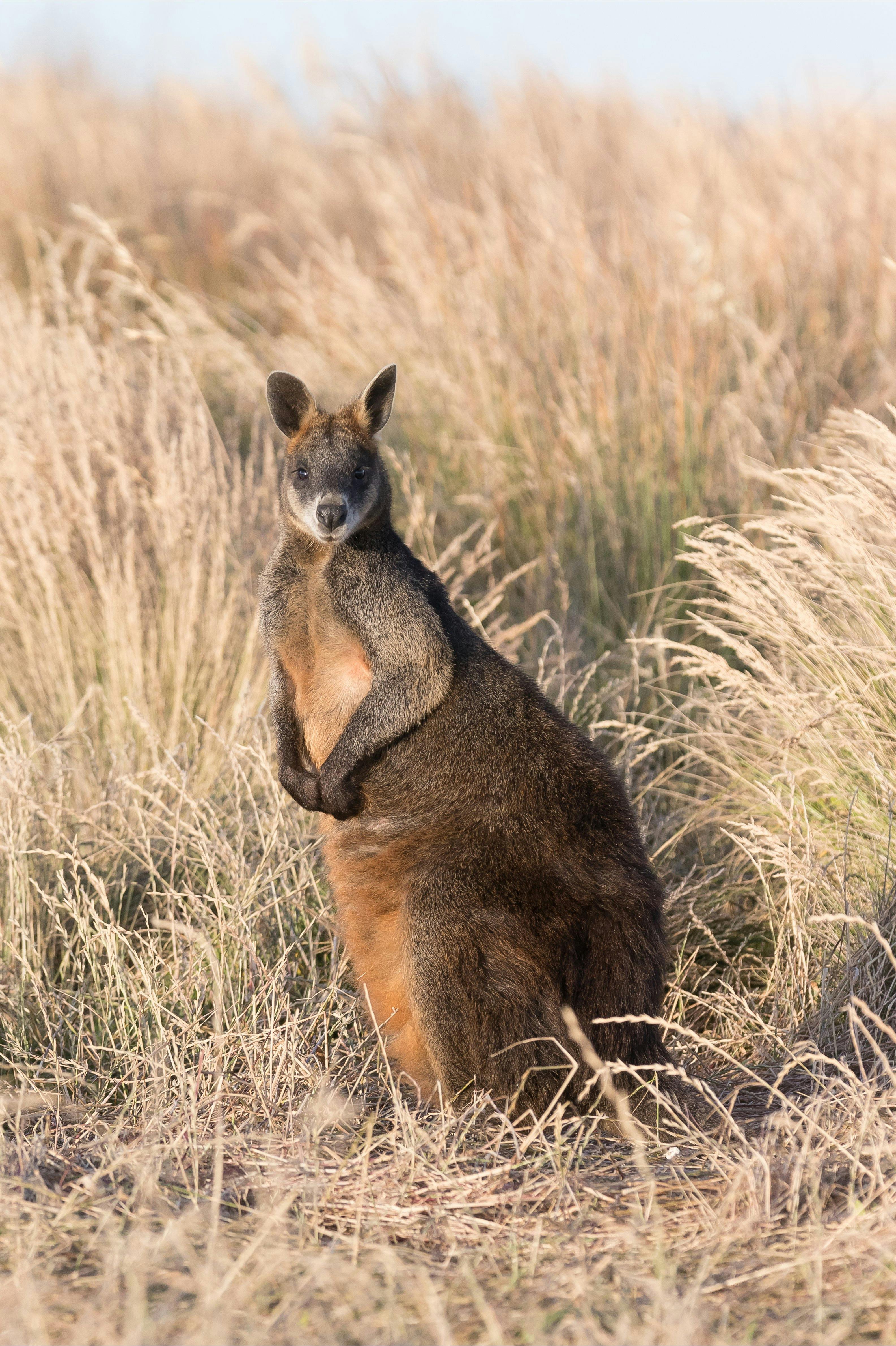 Wild Swamp Wallaby found on Phillip Island