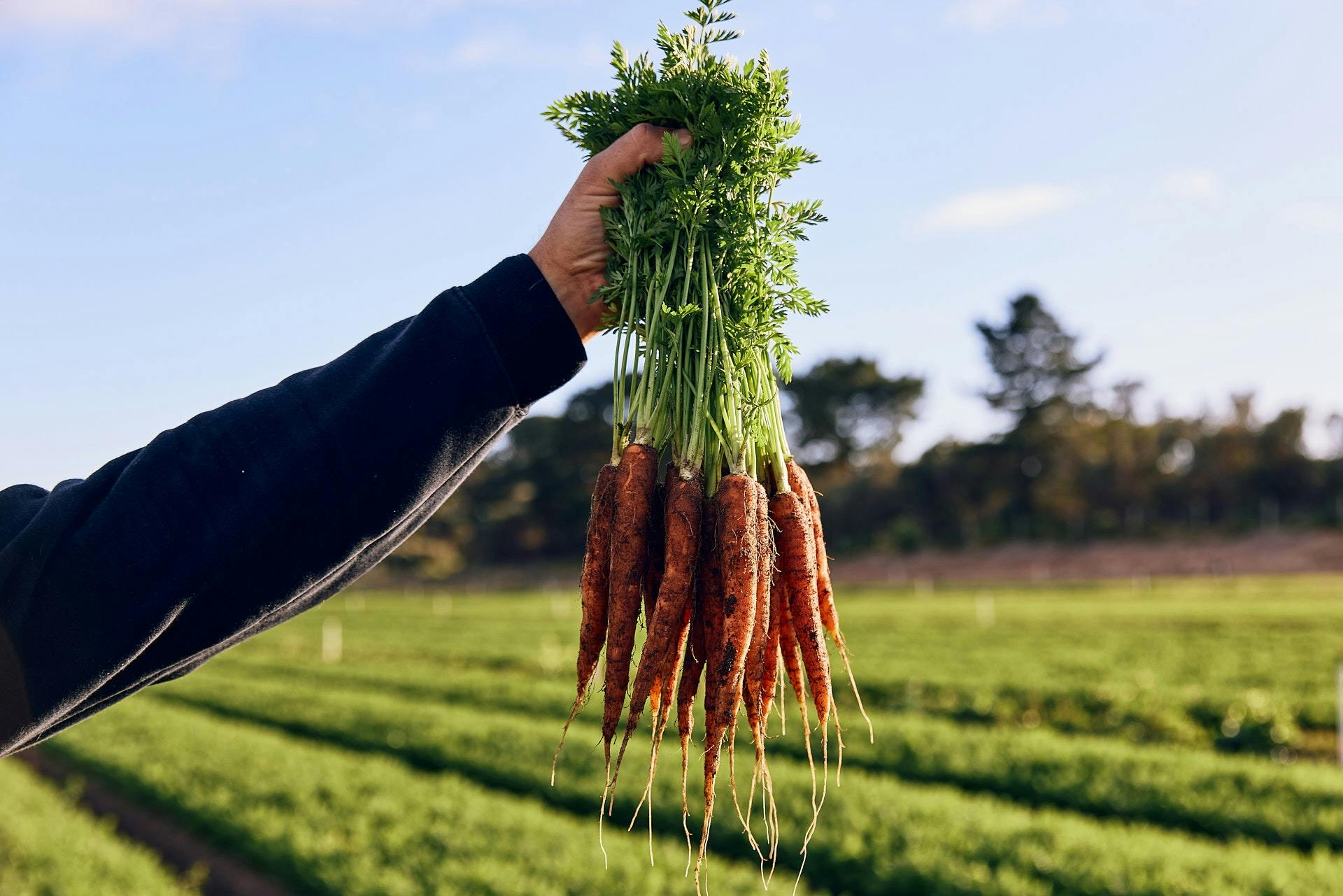 Hawkes-grown carrots