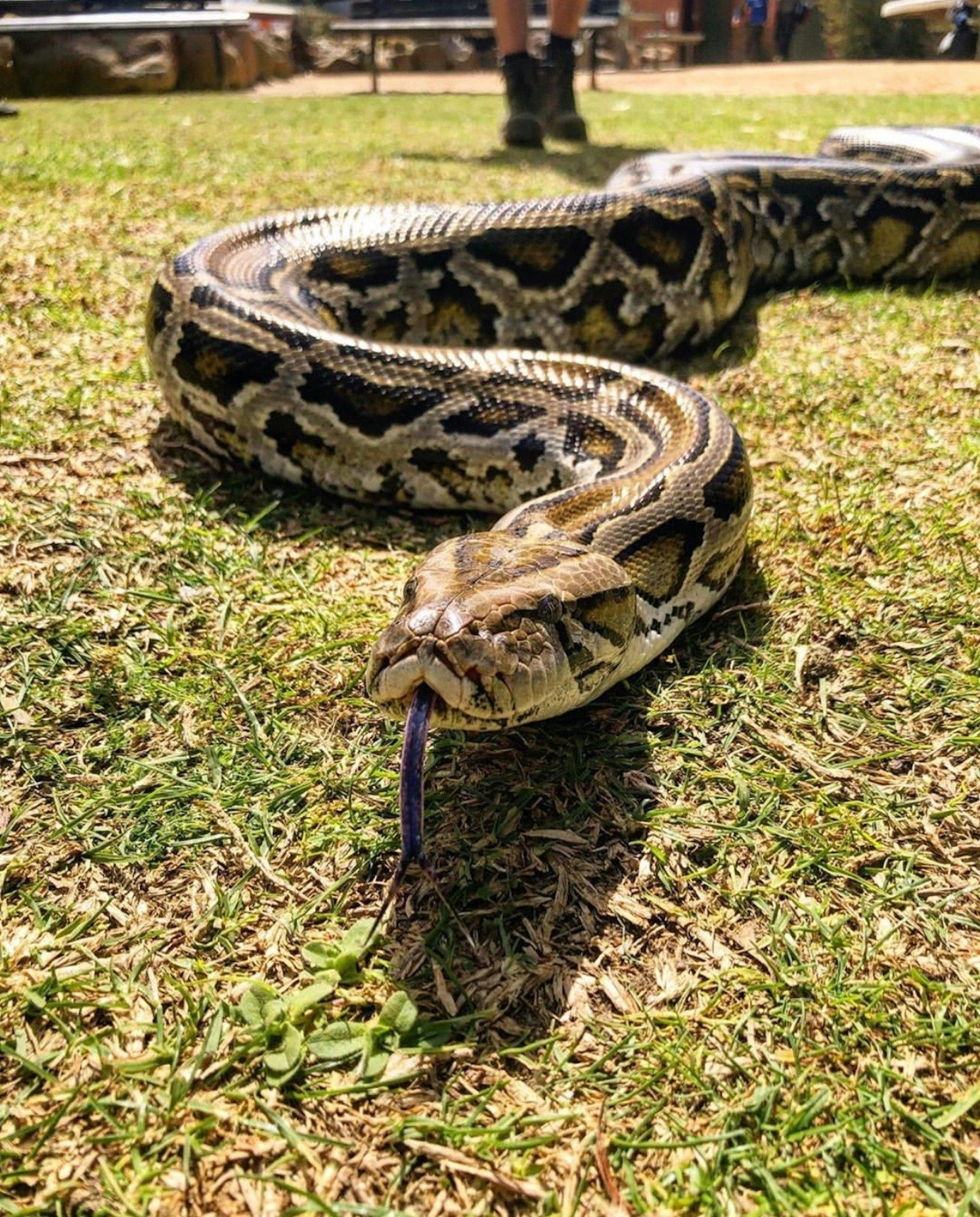 Meet Doug, our Burmese Python.