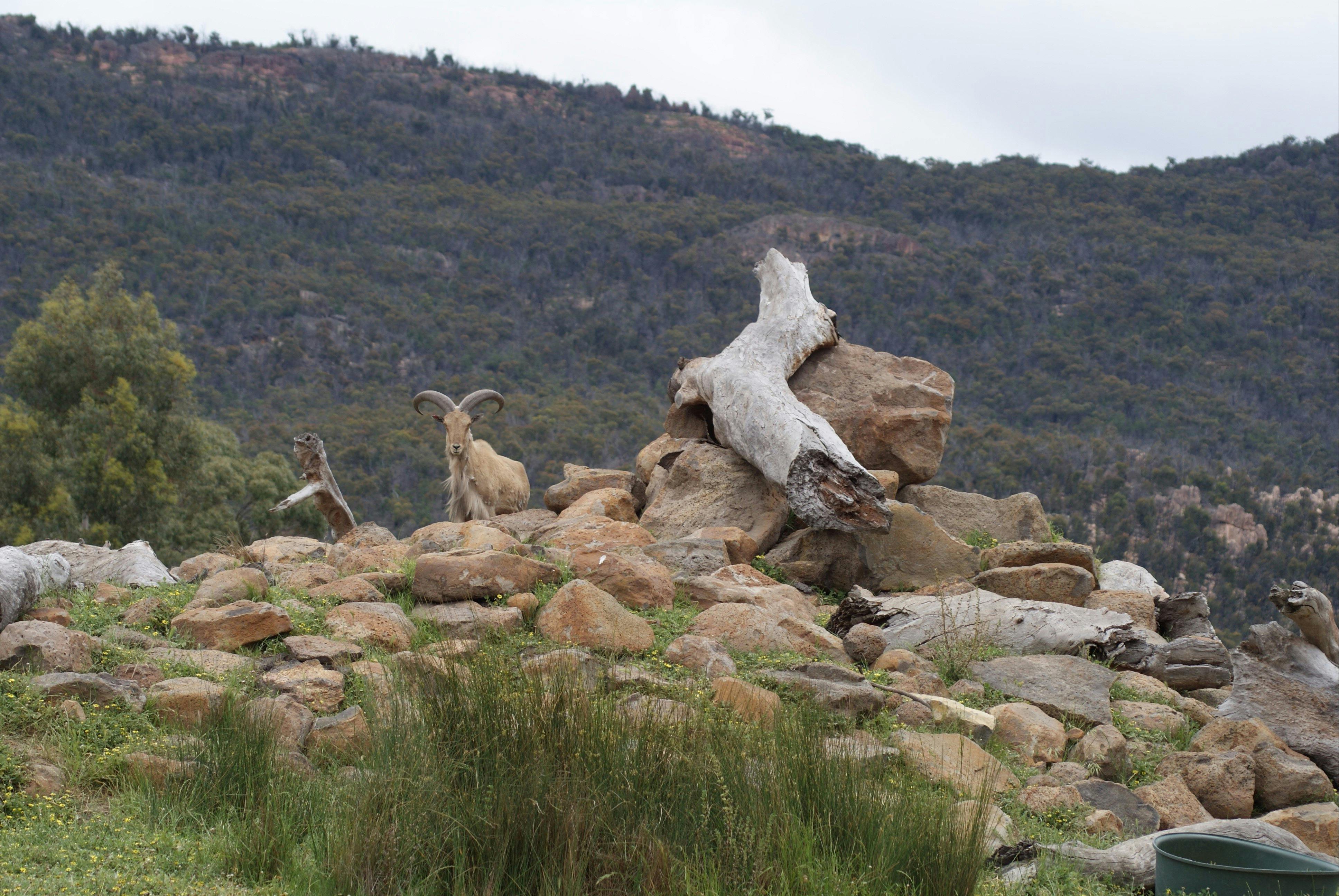 Barbary Sheep with the Grampians in the background