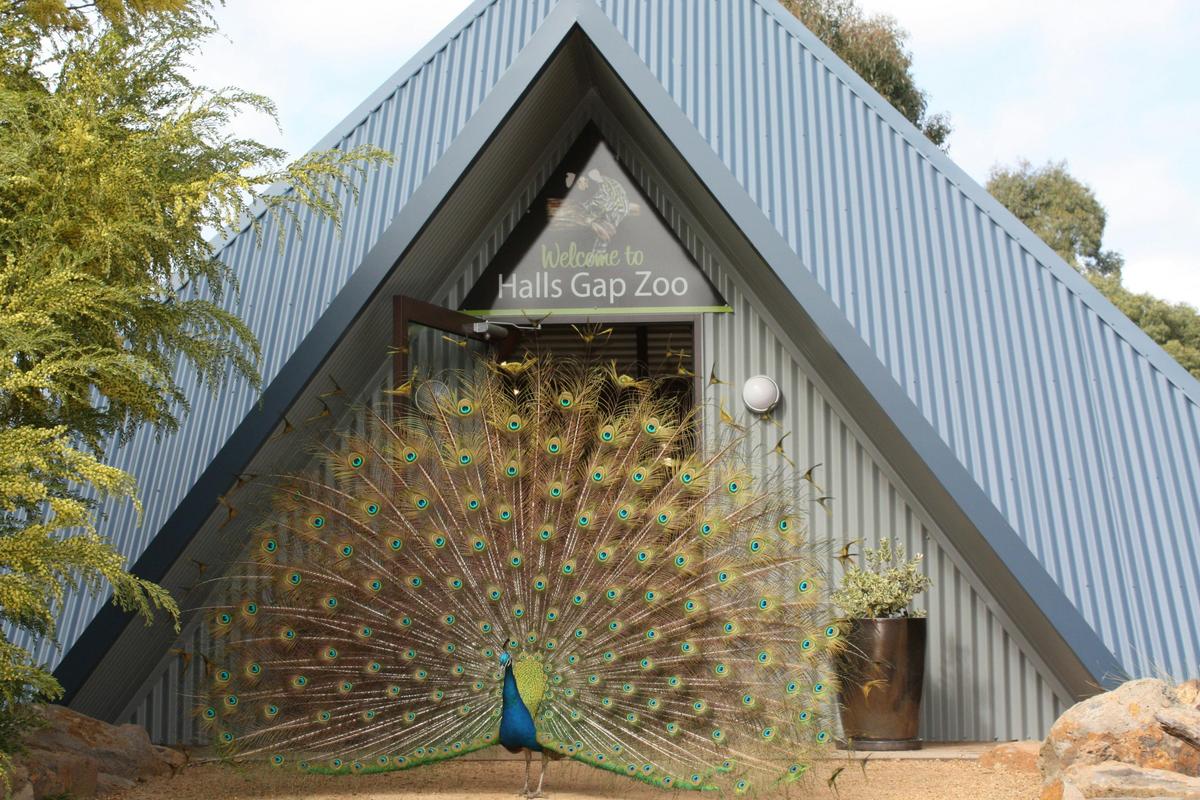 Welcome to Halls Gap Zoo