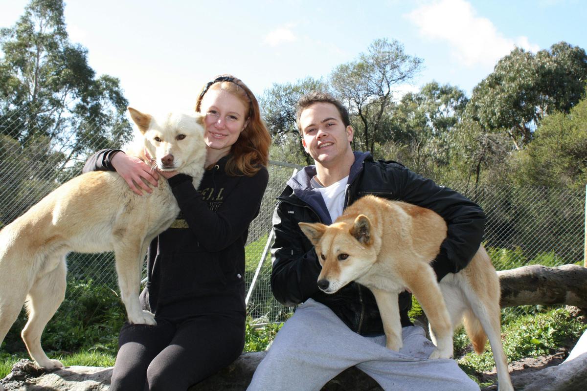 Dingo Encounter 