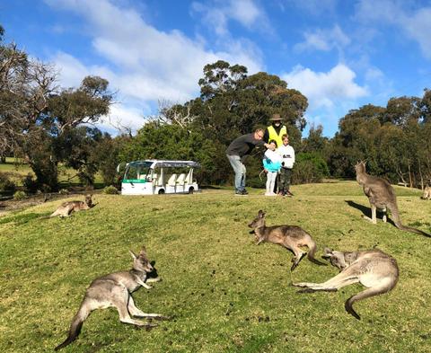 Kangaroo Tours at the Anglesea Golf Club