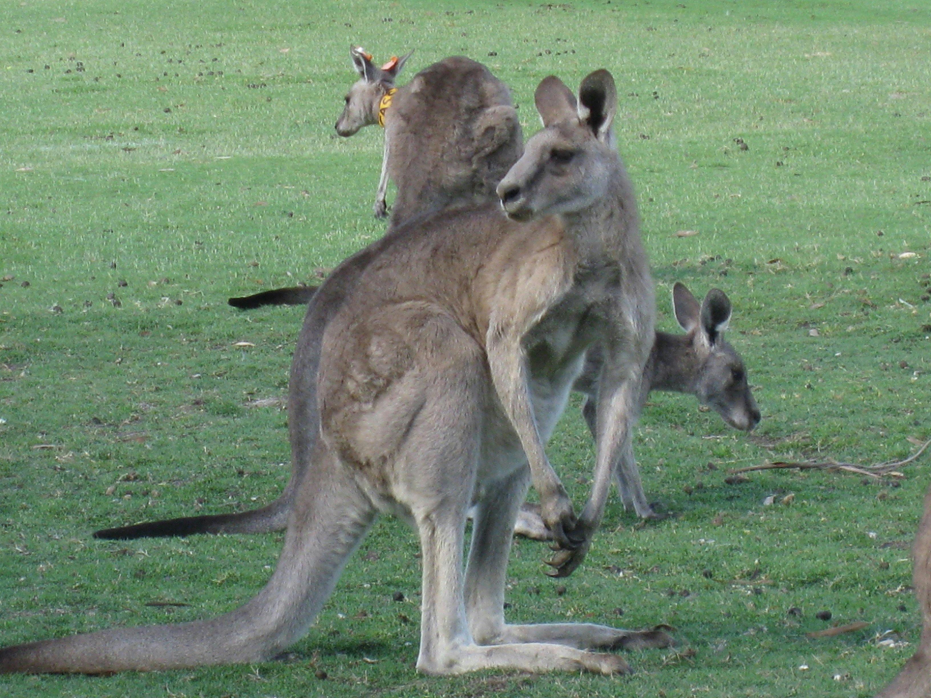 Kangaroos family