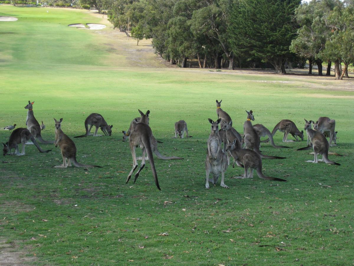 Kangaroo Tours at the Anglesea Golf Club
