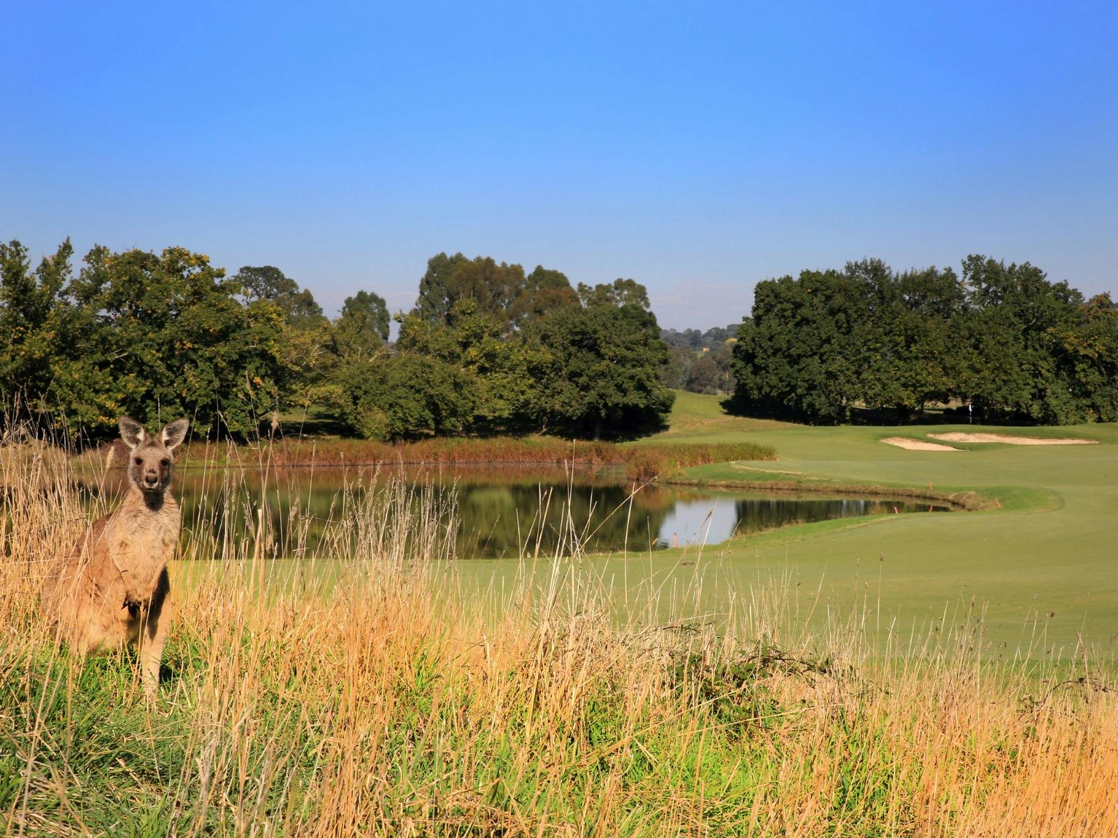 Kangaroo on Heritage Golf Course