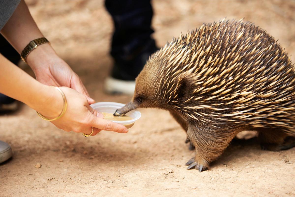 Echidna at Healesville Sanctuary