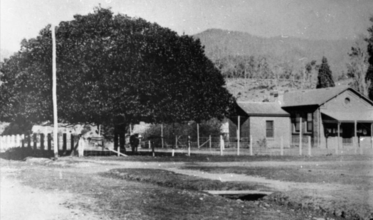 Old Courthouse with chestnut tree