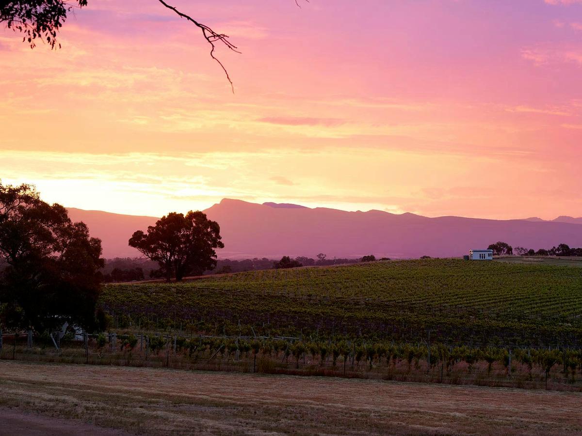 Hounds Run Vineyard and Tiny House at Sunset