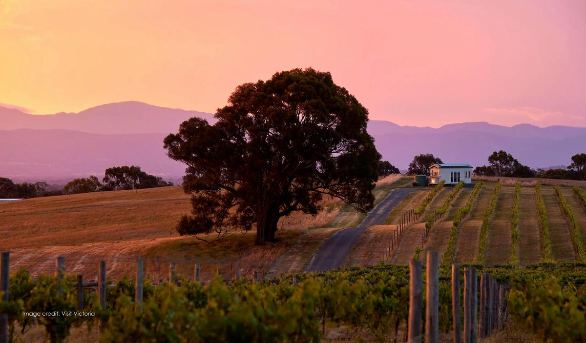 Hounds Run Vineyard and Tiny House at Sunset