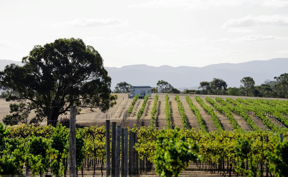 Vineyard and Tiny House