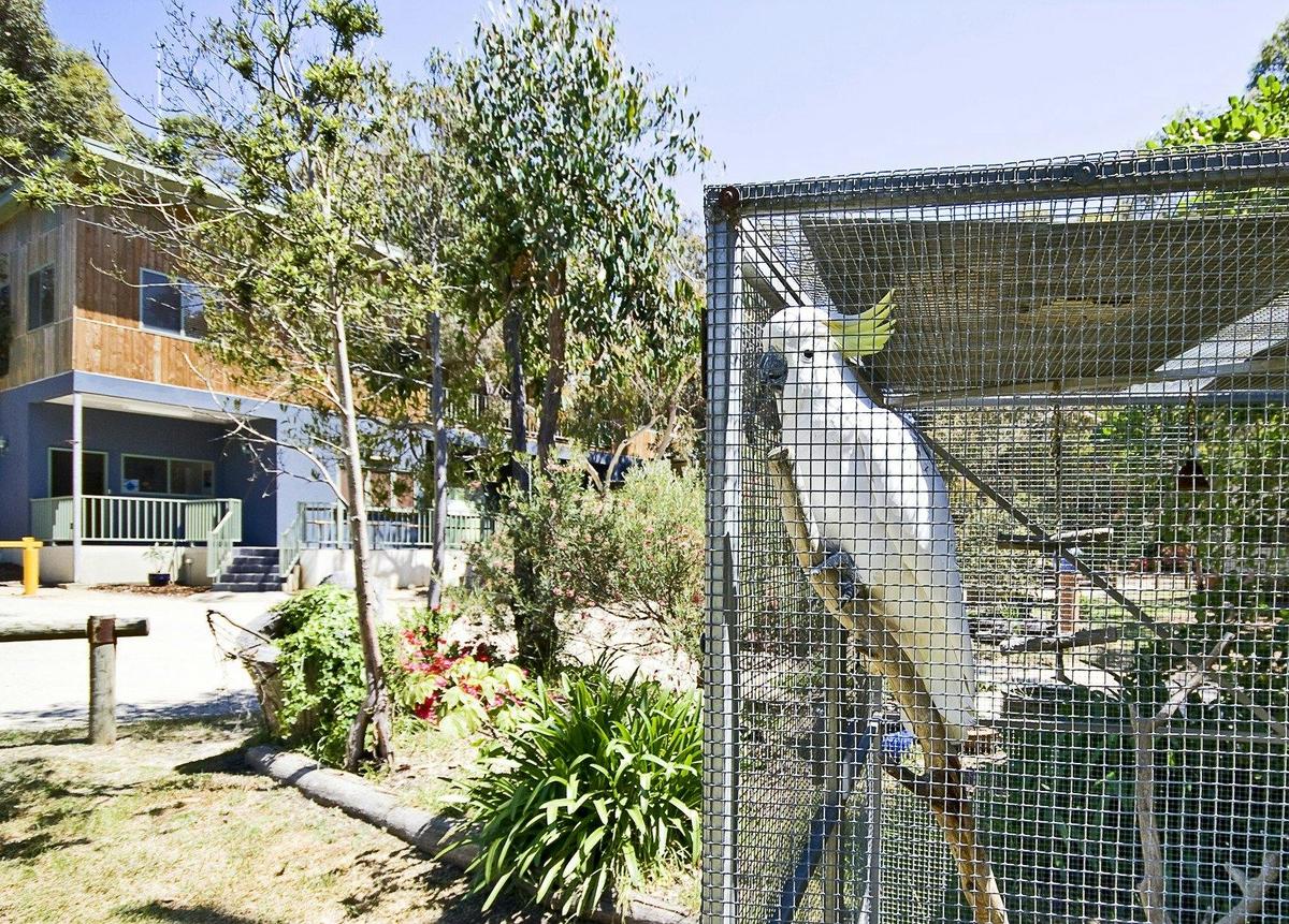 Cockatoo