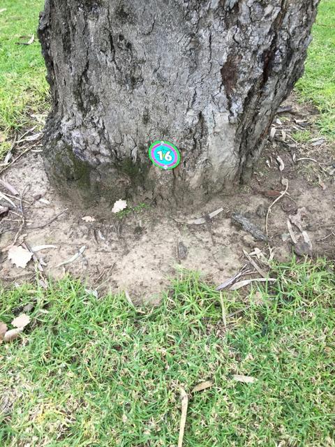 Hidden Creature Gallery - Merriwa Park