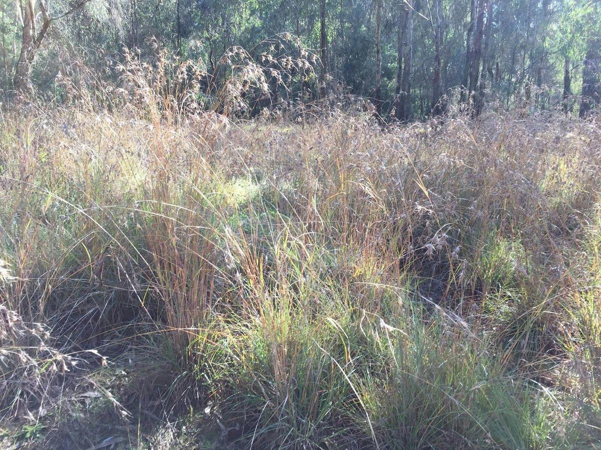Native Grasses