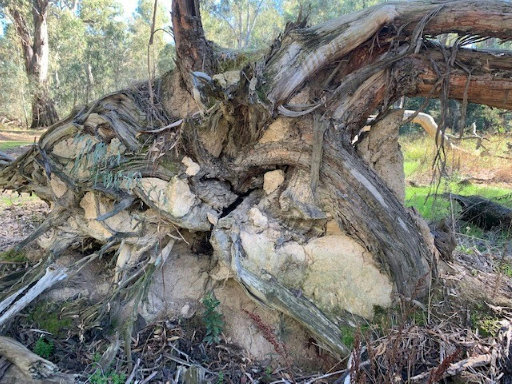 roots of fallen tree