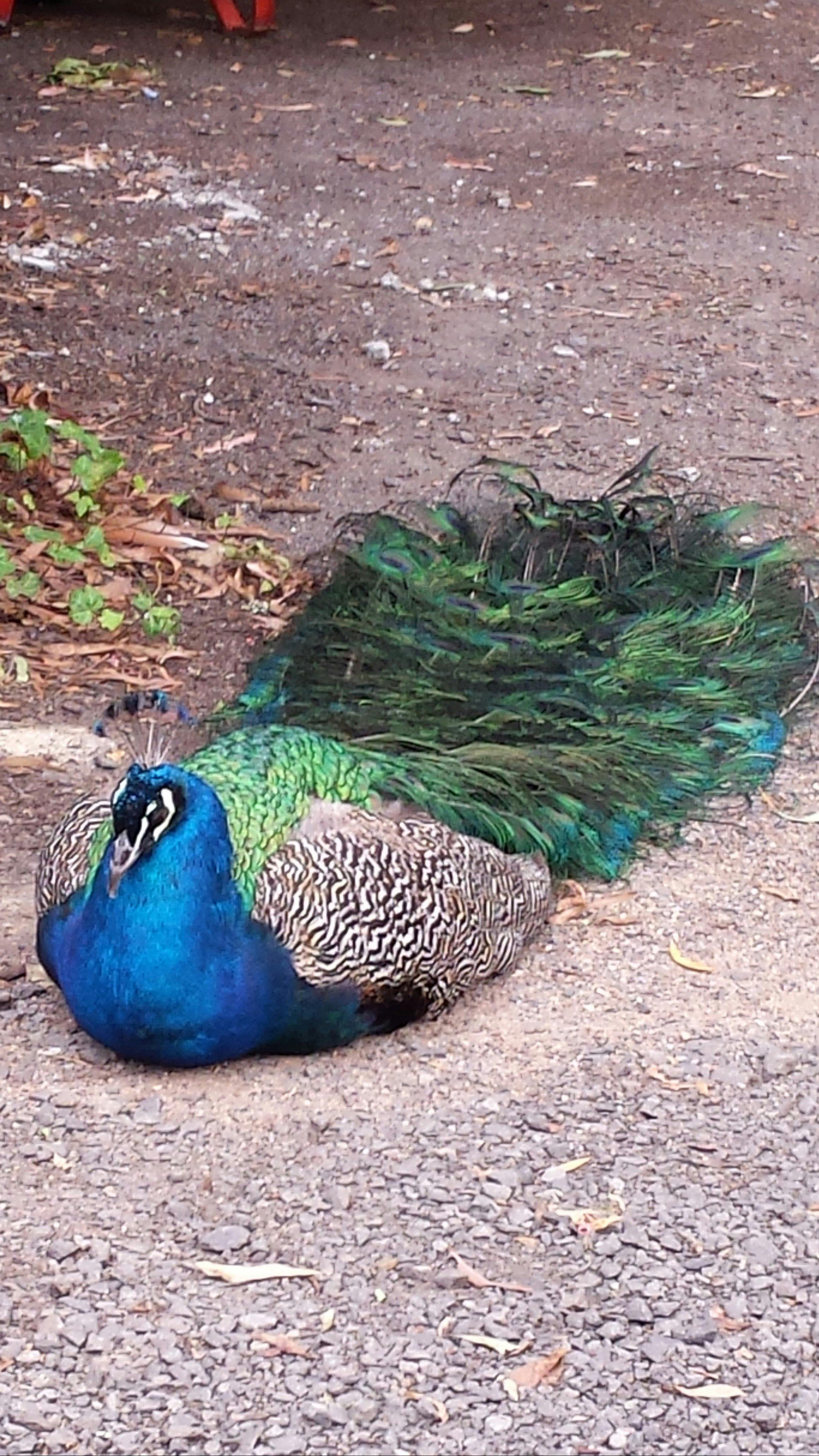 Pet peacock