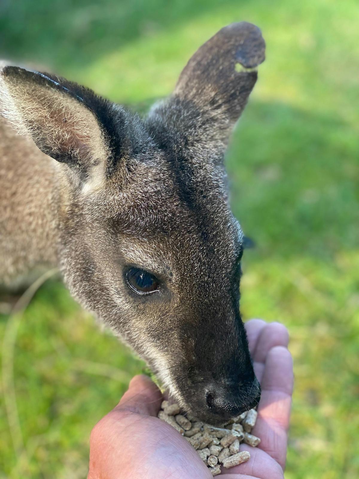 Vincent the Red Neck Wallaby