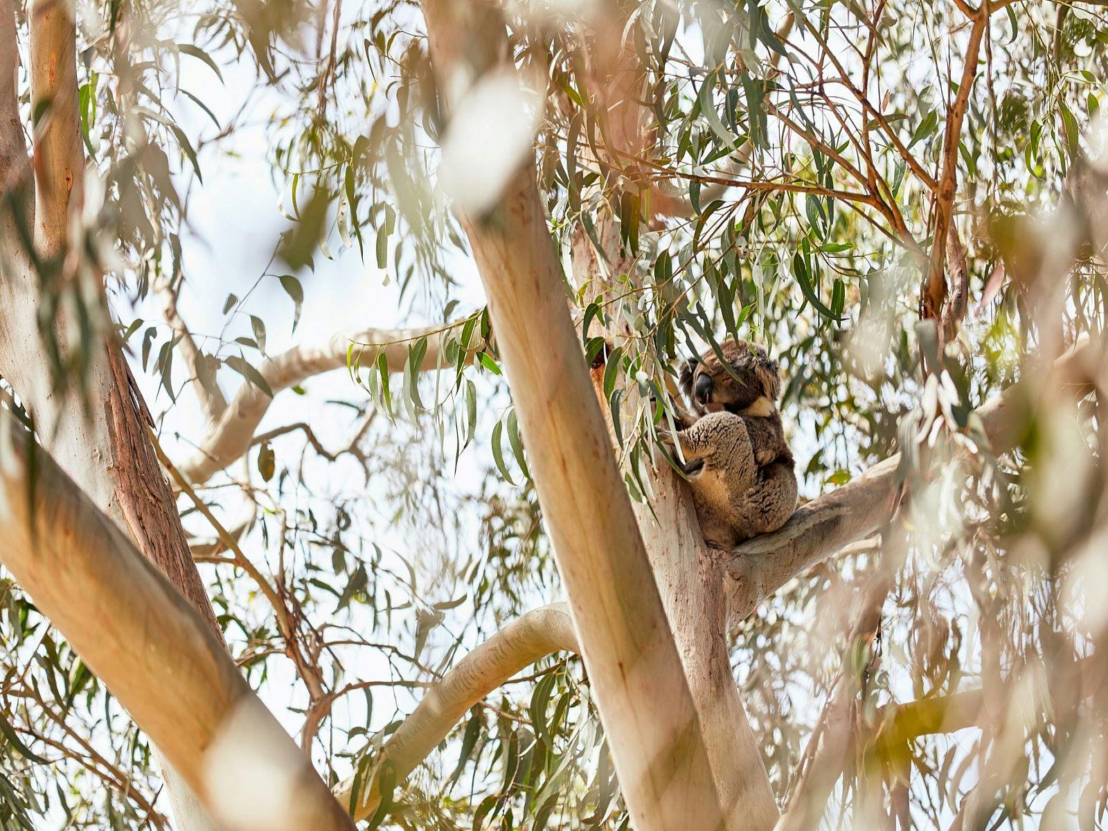 Local koala