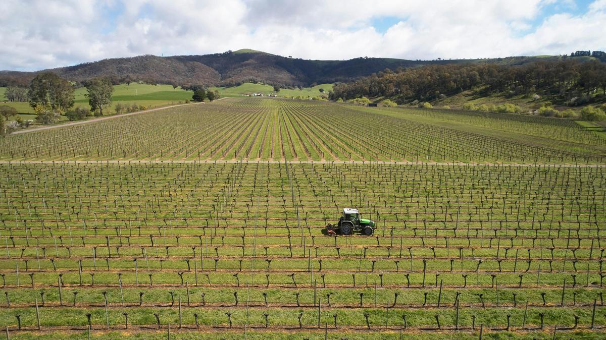 Vineyard