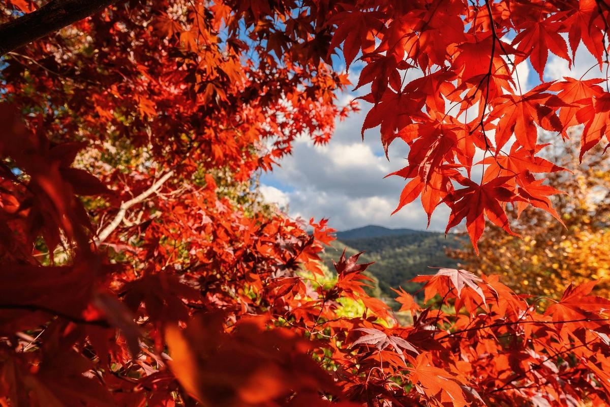 Jamieson Arboretum