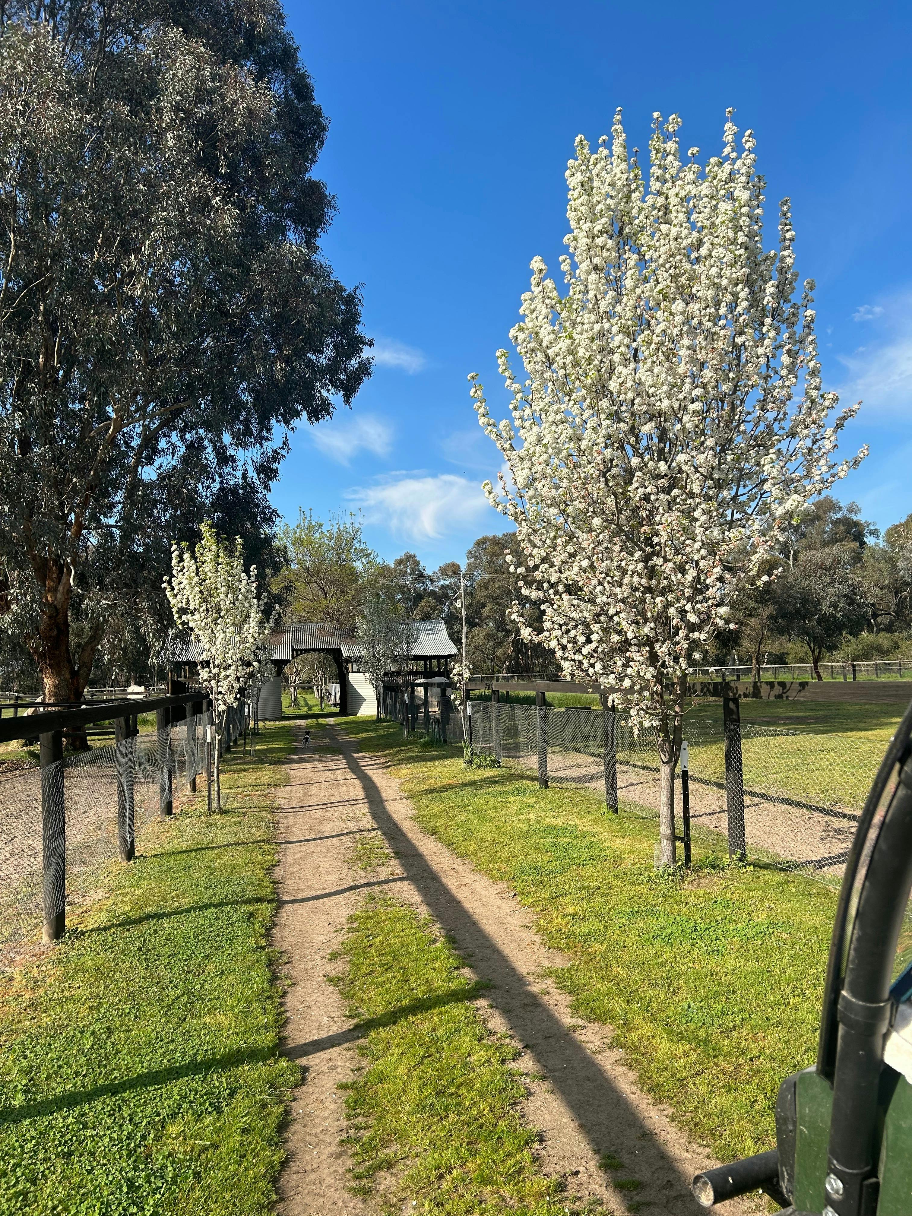 Blossoms in spring time