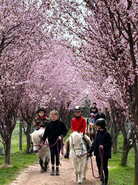Kurrajong Park Equestrian Centre