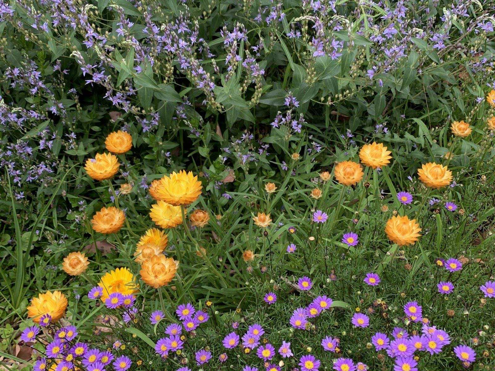 Late spring at Karwarra where different flowers have their time to shine.