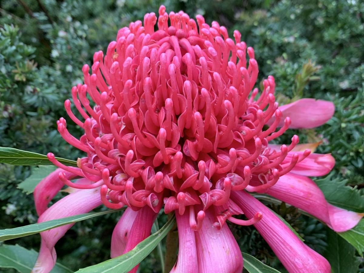 Telopea Shady Lady Pink at Karwarra is just one of the many waratahs that flower in the garden.