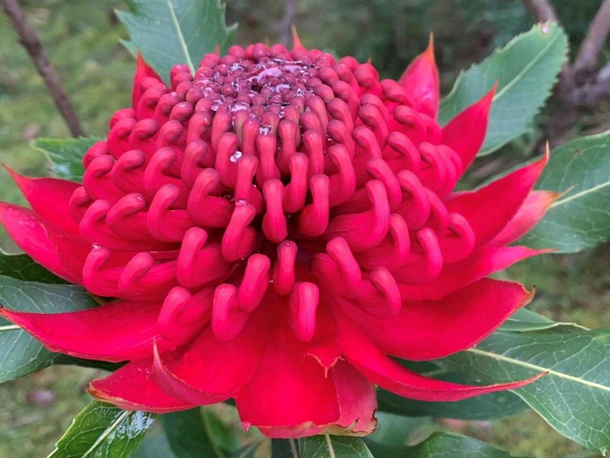 Telopea spesiosissima is one of the five species of waratahs growing at Karwarra.