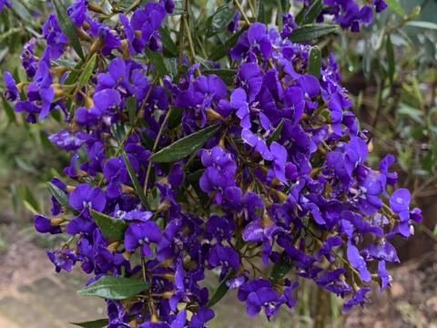 Karwarra Australian Native Botanic Garden and Nursery