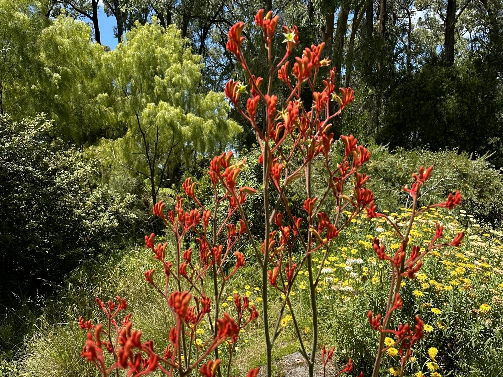 Kangaroo paw and straw flowers at Karwarra