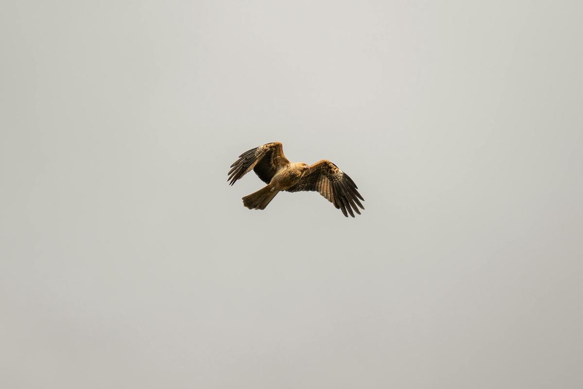 Whistling Kite soaring above Ramsar-listed Barmah wetlands on Dhungala.