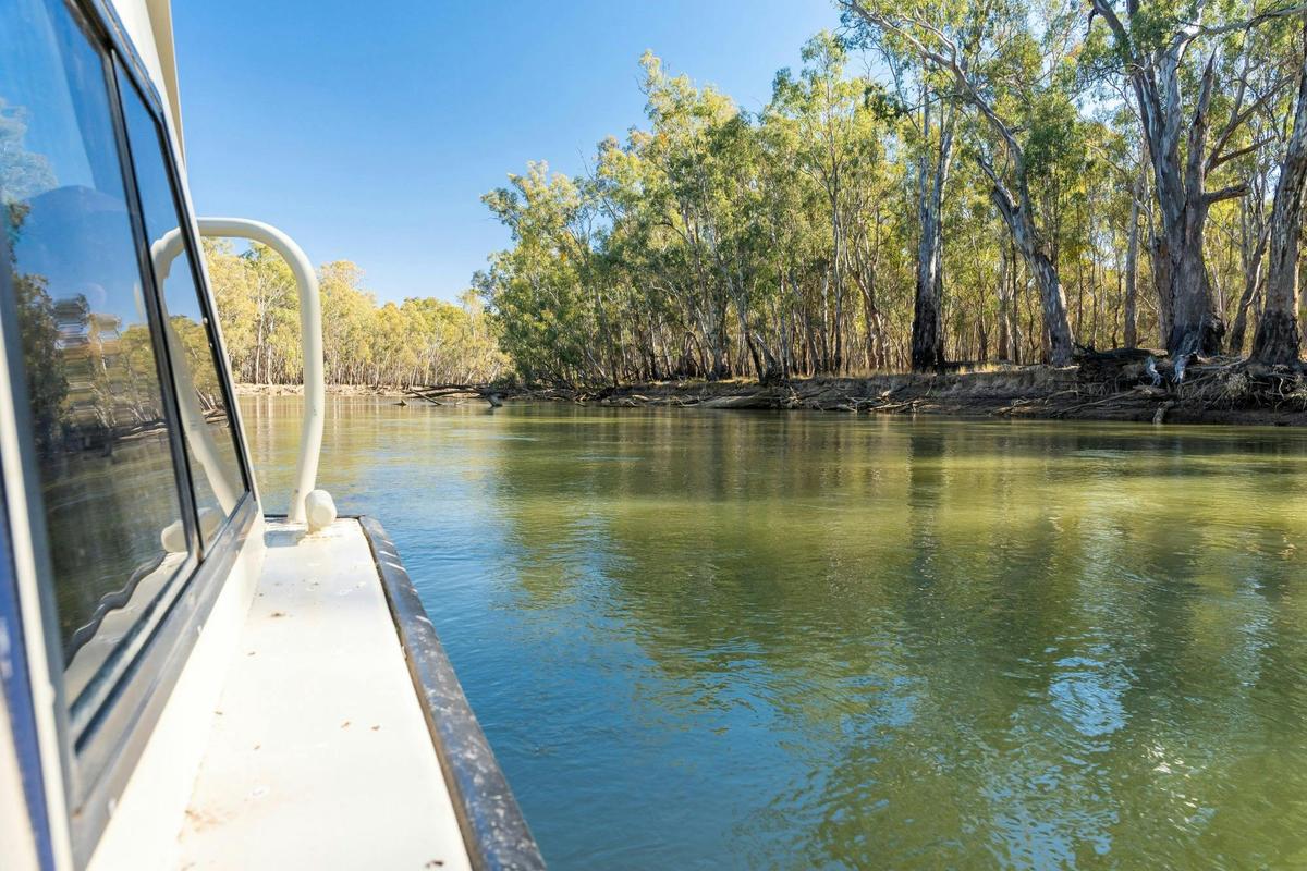 Cruising the Murray through Barmah Forest with birdlife and red gums.