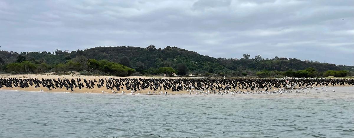 Great Cormorants on Rigby Island