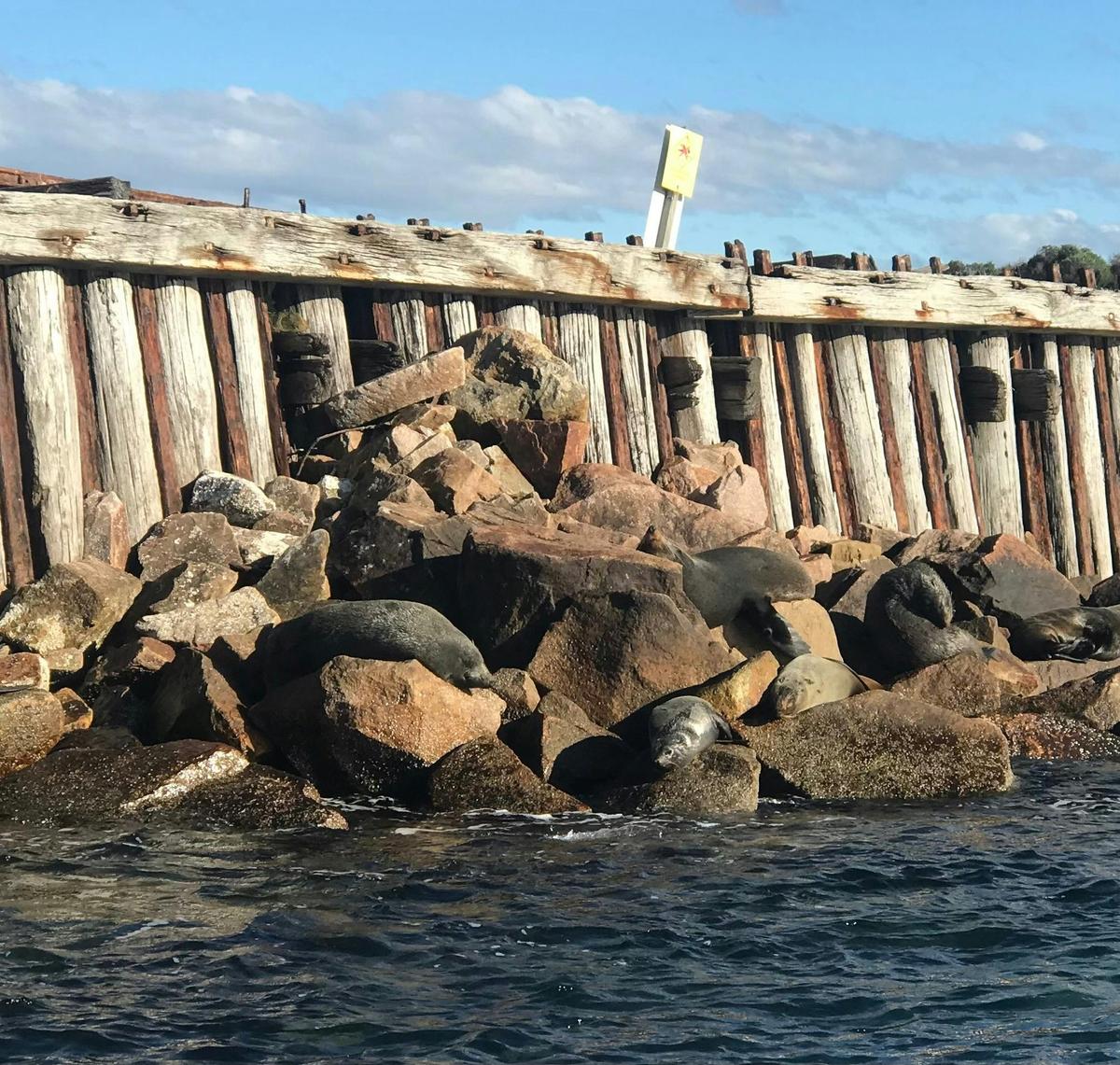 Fur Seals at Ocean Entrance