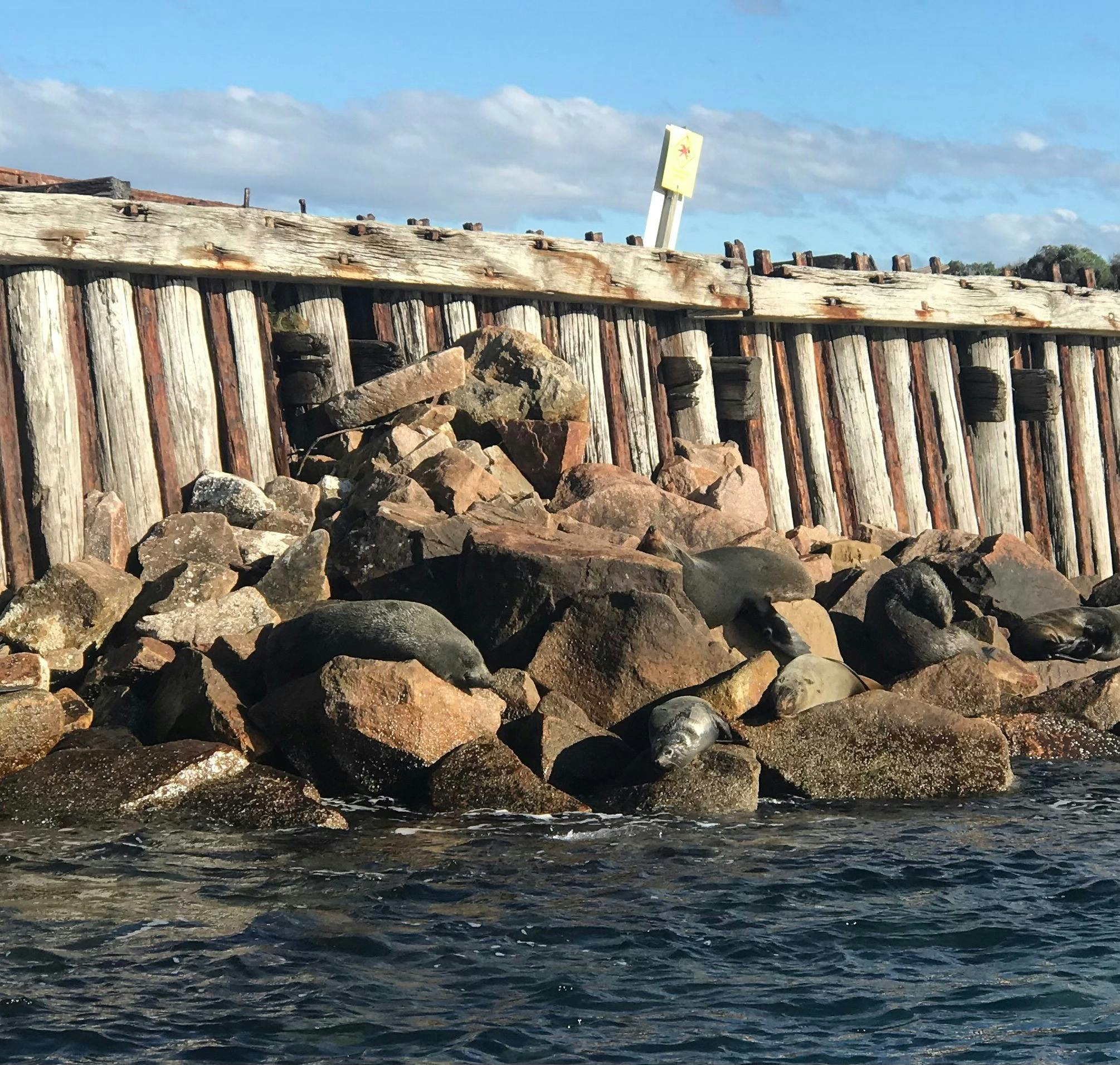 Fur Seals at Ocean Entrance