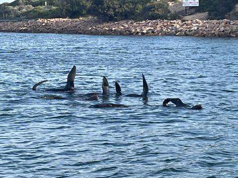 Lakes Explorer : Wildlife Tours or Water-Taxi