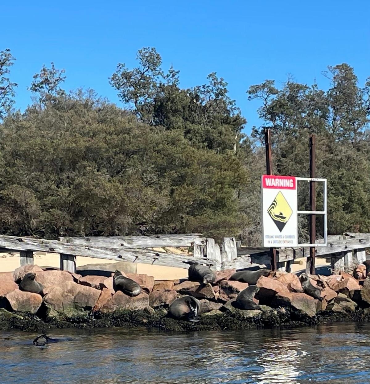 Fur Seals at West Entrance