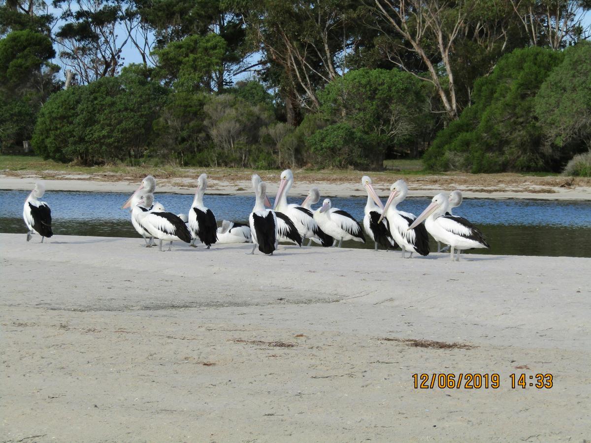 Pelicans