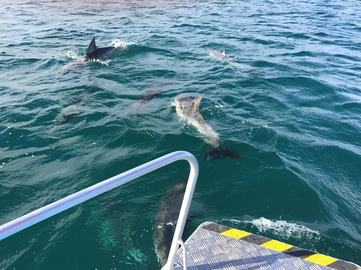 Sea-Safari