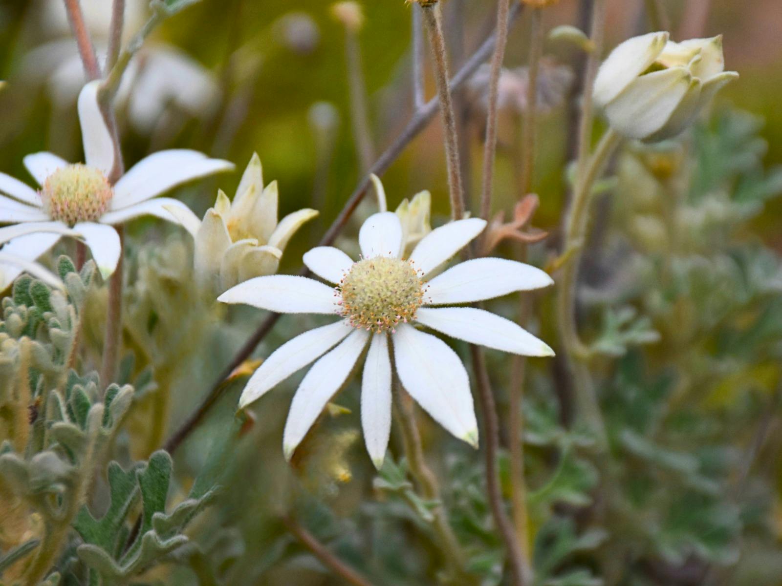 Kuranga Native Nursery