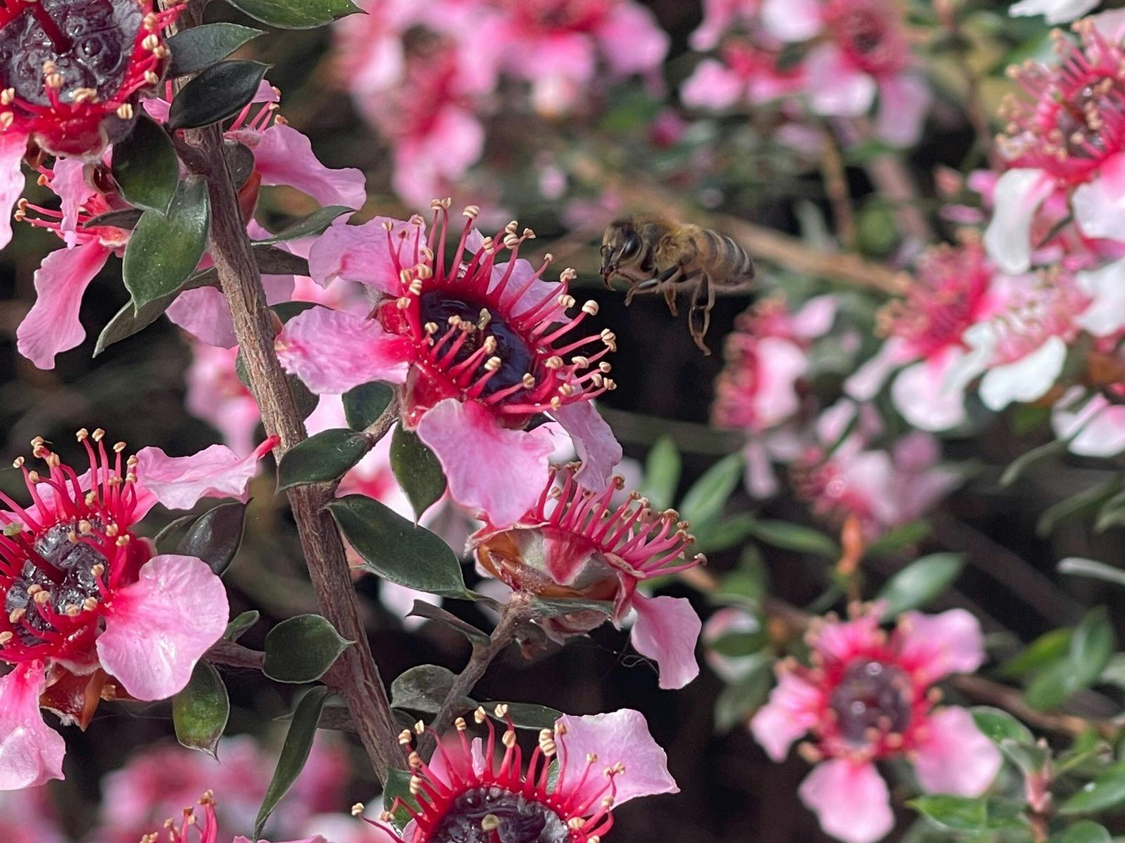 Kuranga Native Nursery